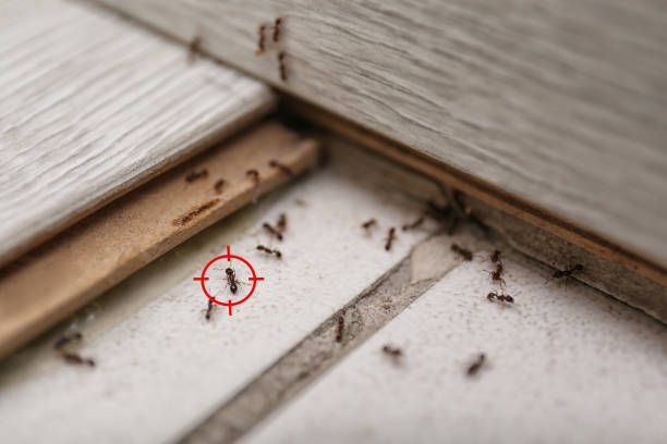 Trusted Savannah, TN Pest Control Experts