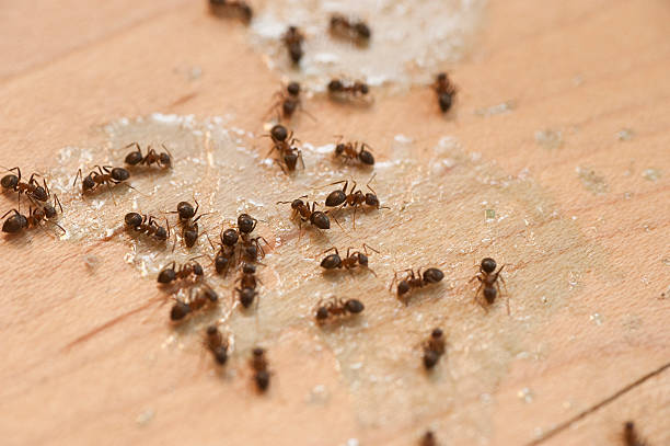 Savannah, TN Pest Control Company